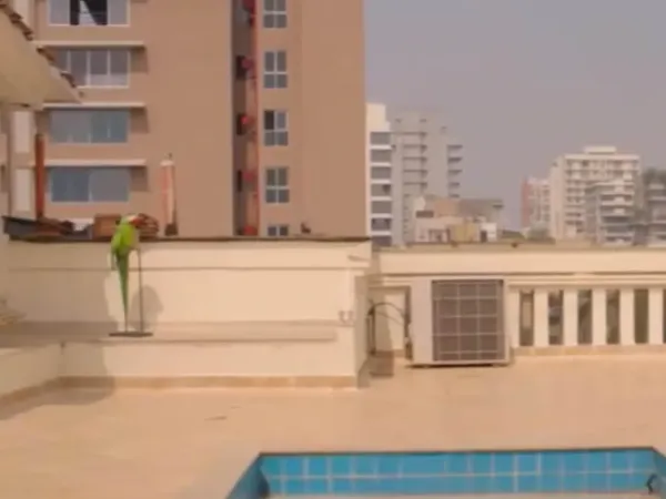 Katrina installed solar panels on the terrace