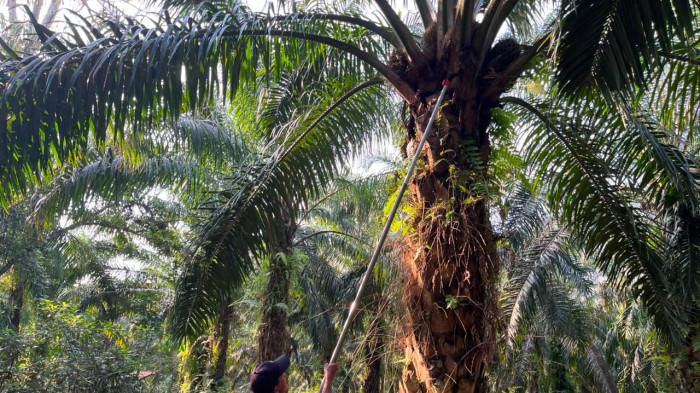 Samsul (48) memanen tandan buah segar (TBS) di kebunnya di Desa Air Bara, Kecamatan Air Gegas, Bangka Selatan, Kamis (11/6/2026).