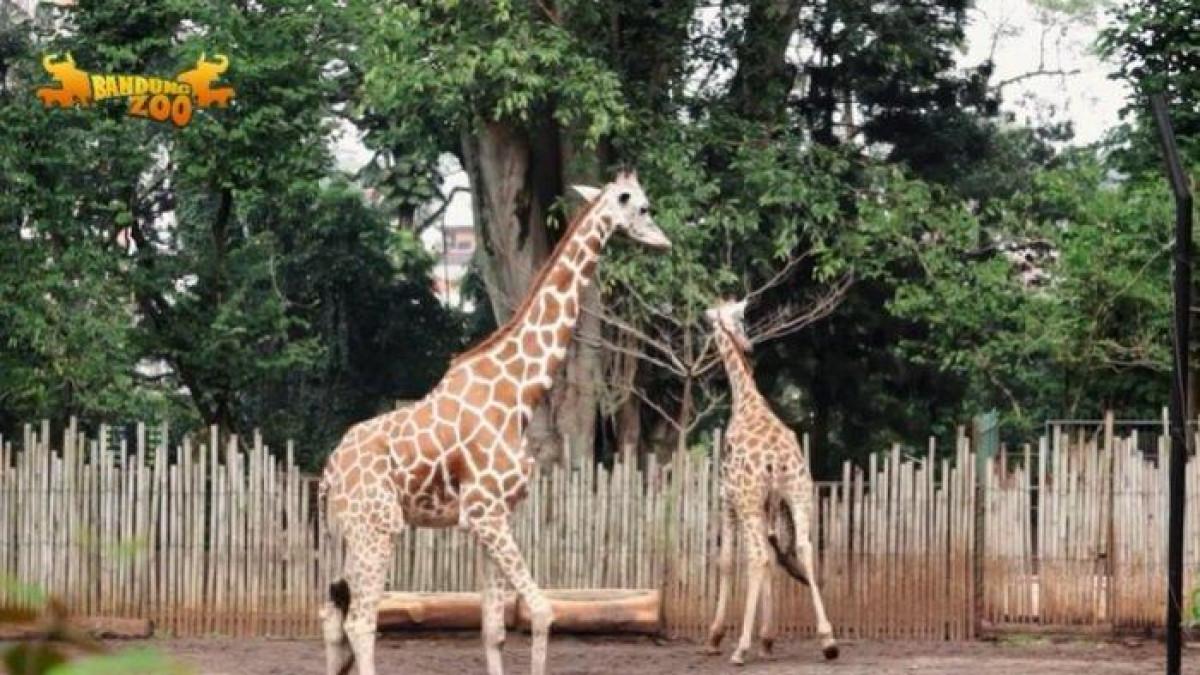 SATWA JERAPAH - yang menjadi salah satu koleksi satwa di Bandung Zoo atau Kebun Binatang Bandung, Kota Bandung, Jawa Barat.