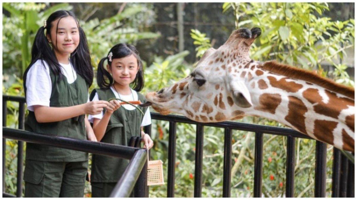 DAYA TARIK - Pengunjung berinteraksi langsung dengan satwa di Kebun Binatang Bandung.