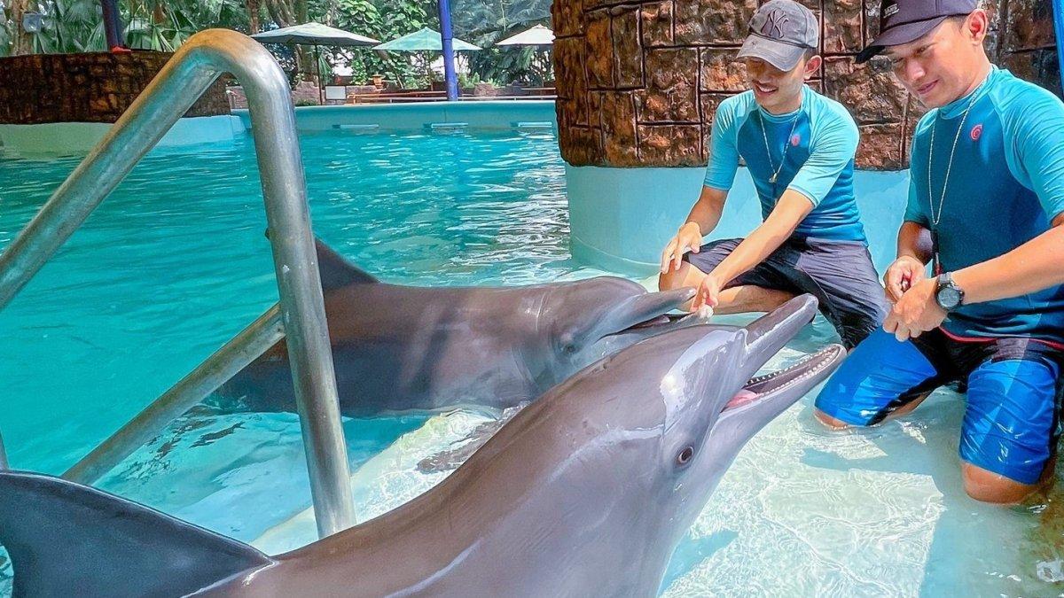 Liburan ke Ocean Dream Samudra Ancol Jakarta.