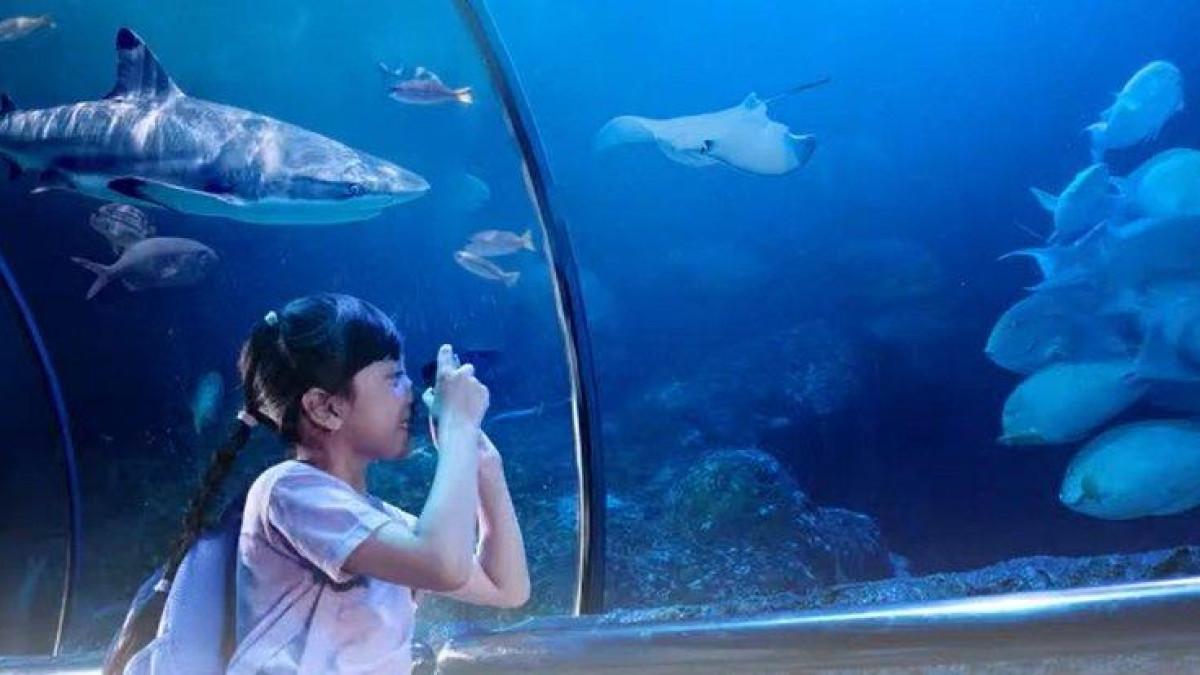 SEAWORLD ANCOL - Wisatawan memotret di Sea World Ancol, Jakarta.