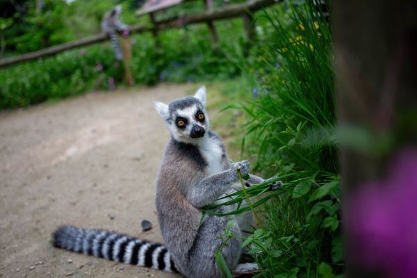 A Lemur is seen at West Midlands Safari Park. The park is A Lemur is seen at West Midlands Safari Park. The park is