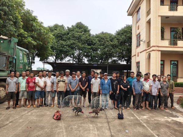 đá gà - Ảnh 1.