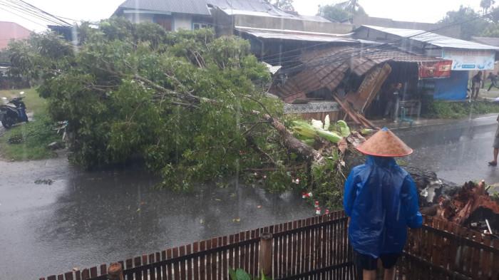 POHON TUMBANG- Pohon tumbang di Jalan Pertanian, Kelurahan Lubuk Minturun, Kecamatan Koto Tangah, Kota Padang, Minggu (14/6/2026).