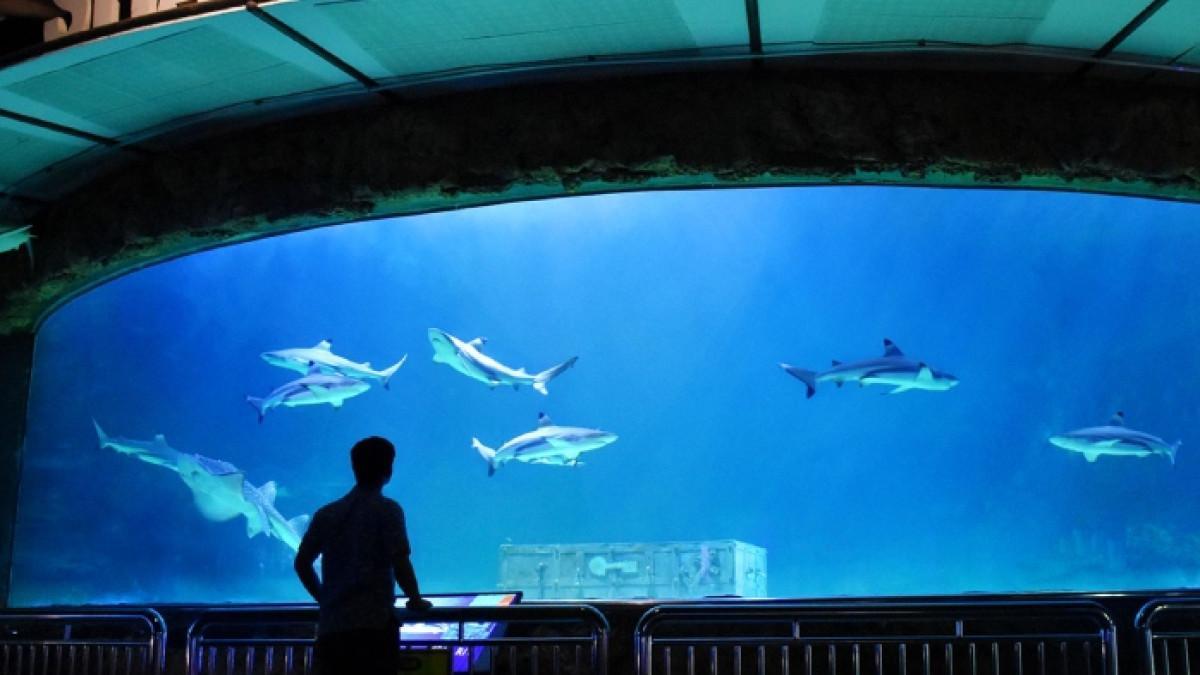 SHARK AQUARIUM - di Sea World Ancol Jakarta.