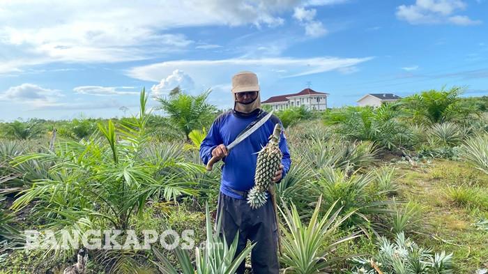 Bujang (44) memanen nanas di kebunnya di Desa Bikang, Kecamatan Toboali, Bangka Selatan, Senin (15/6/2026). Ribuan tanaman nanas yang tumbuh berdampingan dengan sawit muda itu dikembangkan melalui bantuan permodalan Kredit Usaha Rakyat (KUR) BRI untuk mendukung usaha pertanian produktif.