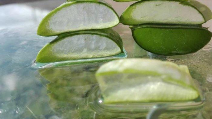 Foto - Ilustrasi Aloe vera atau lidah buaya