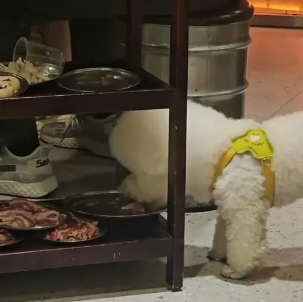 Makanan di restoran dimakan anjing