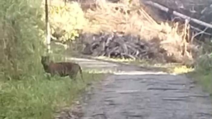 KEMUNCULAN HARIMAU– Seekor harimau sumatera terlihat berada di tepi jalan lintas menuju kawasan BRIN Koto Tabang, Nagari Koto Rantang, Kecamatan Palupuh, Kabupaten Agam, Selasa (16/6/2026). Kemunculan dua ekor harimau di kawasan tersebut membuat warga yang hendak menuju kebun diminta waspada dan sementara menghentikan aktivitas, sementara BKSDA Sumbar turun ke lokasi untuk melakukan verifikasi dan patroli pengamanan.