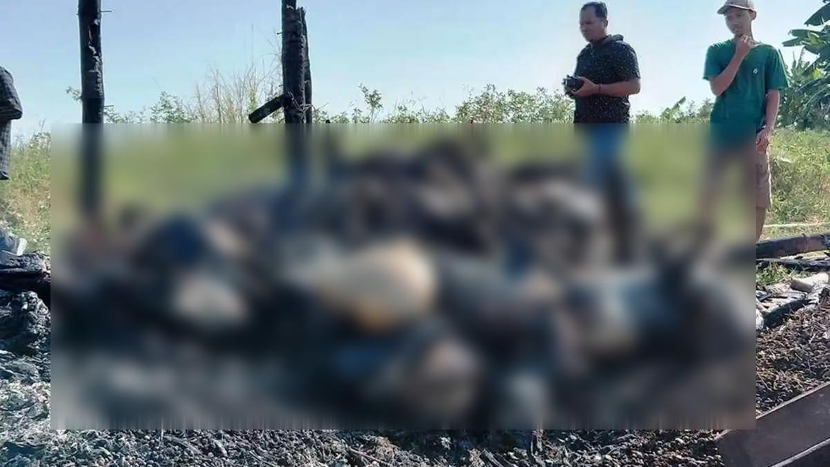 KEBAKARAN KANDANG - Tumpukan bangkai kambing yang terpanggang dalam peristiwa kebakaran yang menimpa kandang kambing di Desa Undaan Lor, Kecamatan Undaan, Kabupaten Kudus, Selasa (16/6/2026).