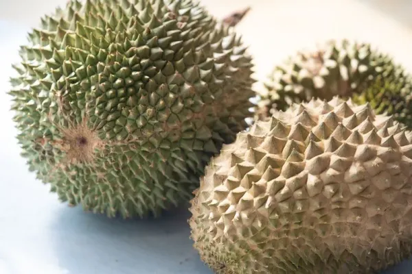 Durian Black Thorn asal Malaysia