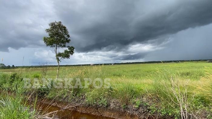 PERSAWAHAN DESA TUIK — Kawasan persawahan Desa Tuik, Kecamatan Kelapa, Kabupaten Bangka Barat yang banyak ditumbuhi rumput belukar, Senin (15/6/2026). (Bangkapos/Arya Bima Mahendra)