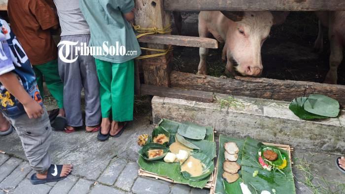 20260616_Kebo Bule menjelang Kirab Suro di Solo_1