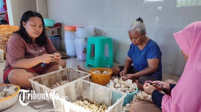 UMKM SOLO RAYA - Sejumlah karyawan mengupas bawang putih di tempat peoduksi Bramgor Putri Mangu di Madegondo, Grogol, Sukoharjo, pada Jumat (1/5/2026). Begini perjalanan inspiratif Bramgor Putri Mangu hingga bisa tembus pasar dunia.
