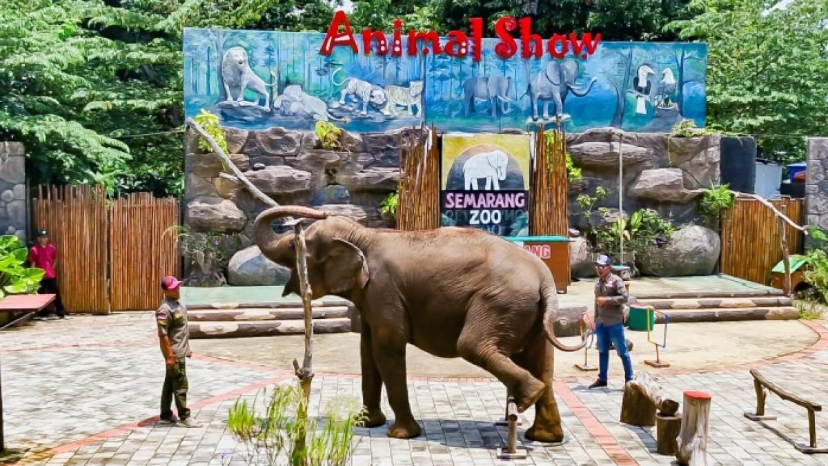 Semarang Zoo kembali menghadirkan promo libur sekolah yang cocok untuk keluarga yang ingin berwisata sambil belajar mengenal satwa.