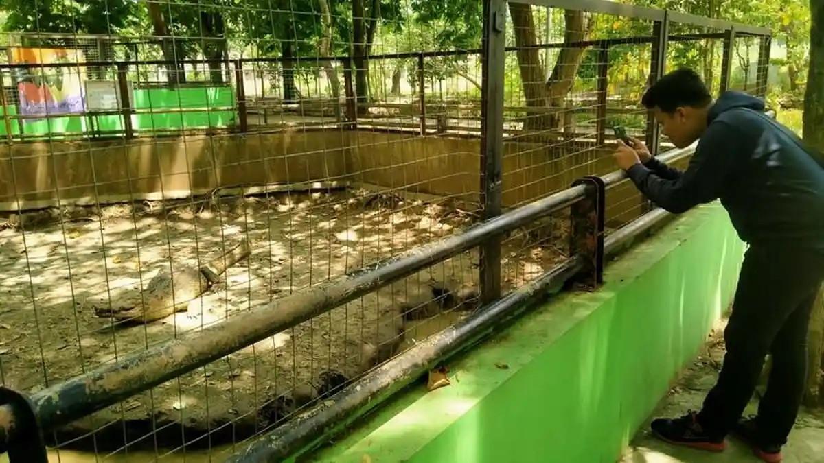 Libur sekolah makin seru di Semarang Zoo dengan promo spesial untuk pelajar dan beragam aktivitas edukatif yang menarik.