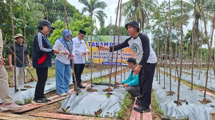 Tanam perdana Melon Golden di kebun PKK Tabalong