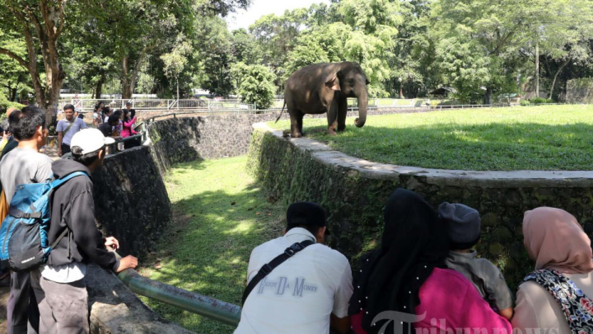 Pengunjung melihat gajah sumatera di Taman Margasatwa Ragunan, Jakarta, Kamis (28/5/2026).