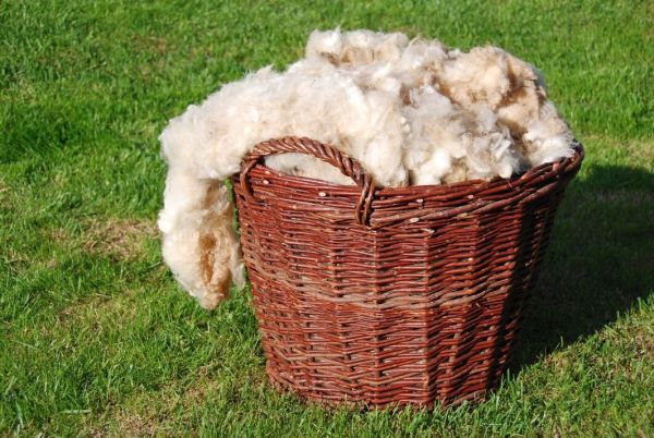 raw sheep wool raw sheep wool
