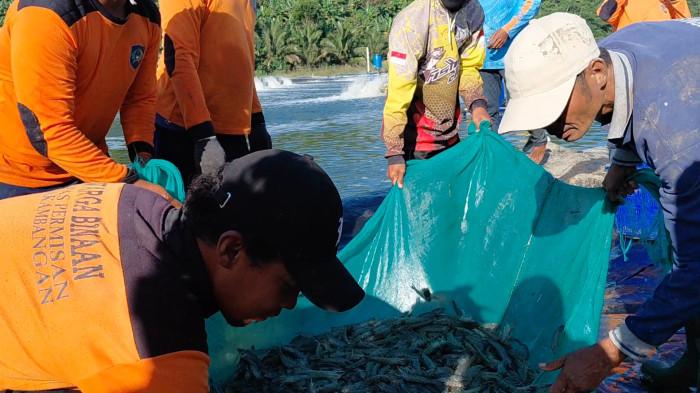 TAMBAK UDANG - Para Warga Binaan saat memanen udang vaname di Nusakambangan, Sabtu (20/6/2026).