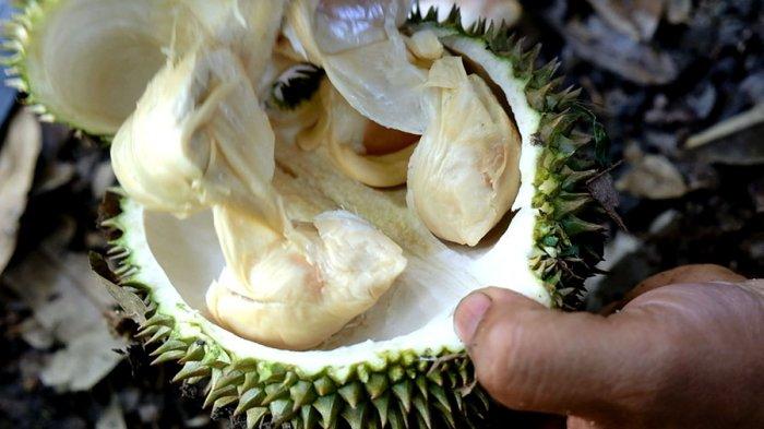 Daftar Lokasi Kuliner Durian di Medan Selain Ucok Durian dan Sibolang Durian