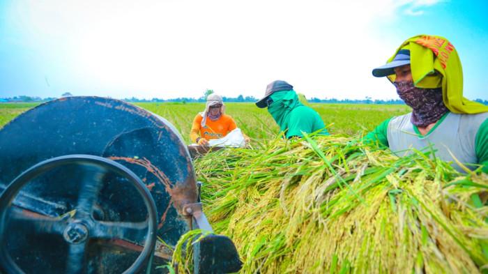 Petani panen gabah produksi beras OK