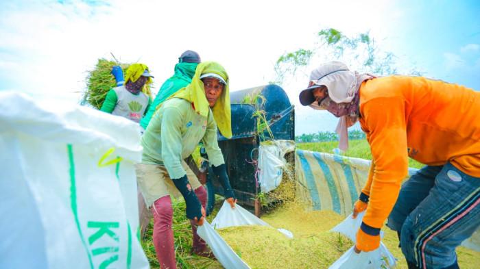 Panen gabah produksi beras OK