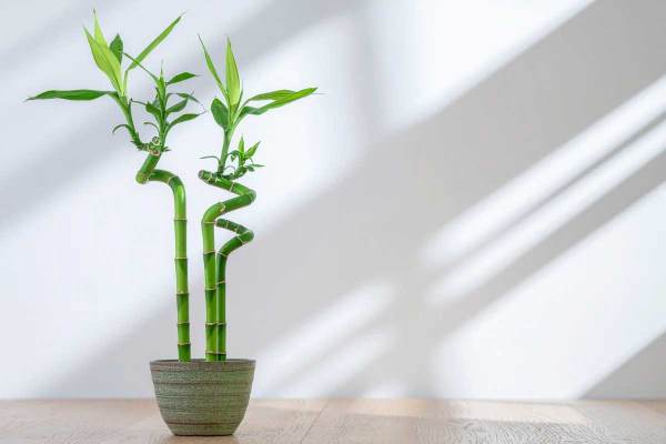Lucky Bamboo in Soil or Water? Which Brings Better Growth, Luck & Vastu Benefits