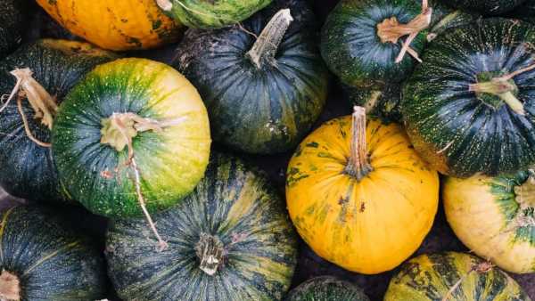 Pumpkin Vegetable