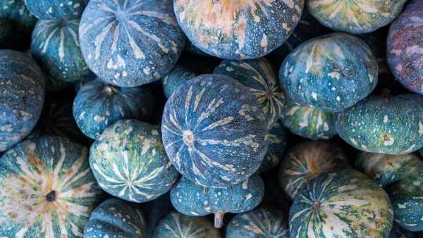 Pumpkin