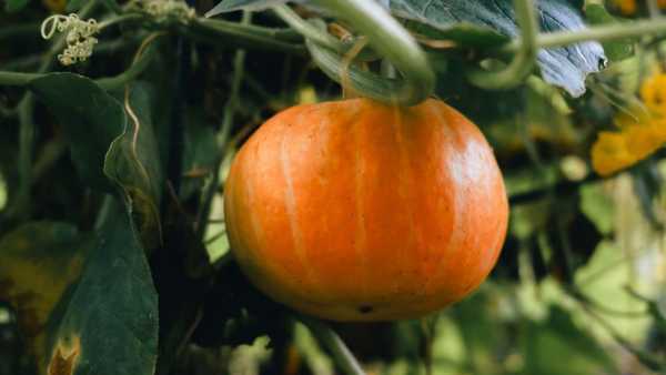 Pumpkin