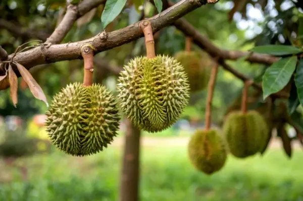 Tanam Durian di Lahan Terlarang, Wanita Ini Didenda Ratusan Juta Rupiah!