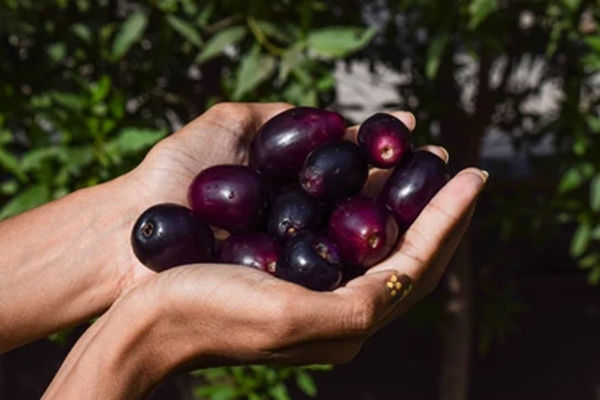 recipe for tangy jamun drink to beat the heat