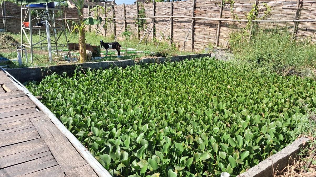 Kolam lele dan usaha peternakan kambing milik BUMDes Singopuran Mapan