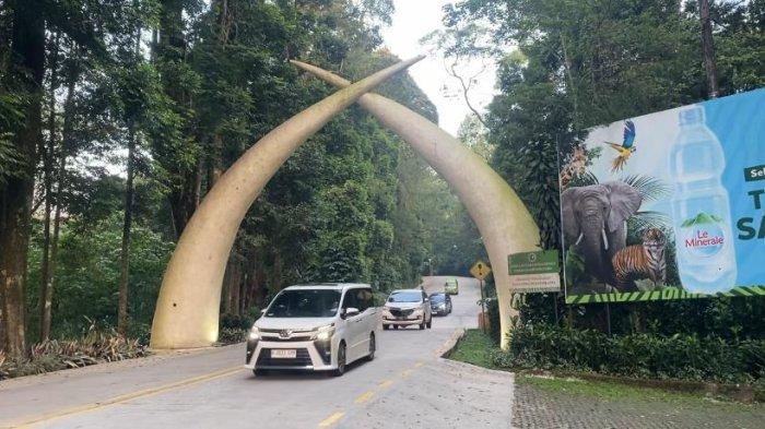 WISATA BOGOR - Taman Safari Bogor salah satu kebun binatang terbesar di Indonesia yang jadi favorit wisatawan, sehingga tempat wisata Bogor ini cocok untuk libur Lebaran bersama keluarga.