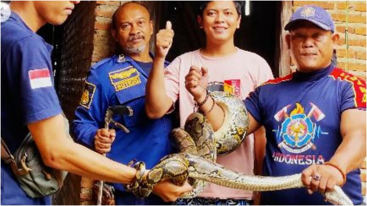 ULAR MASUK RUMAH - Seekor ular sanca masuk ke dalam rumah seorang warga di Desa Pandanarum, Kecamatan Tirto, Kabupaten Pekalongan, pada senin dini hari (22/6/26) sekitar pukul 03.00 WIB.