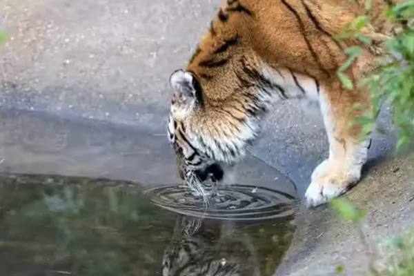 how to reach jyotirlinga stranded inside India's largest tiger reserve
