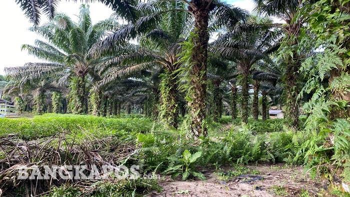 Hamparan kebun sawit Desa Kacang Butor, layanan digital Bank Rakyat Indonesia kini membuat transaksi keuangan menjadi lebih cepat, praktis, dan tanpa ribet.