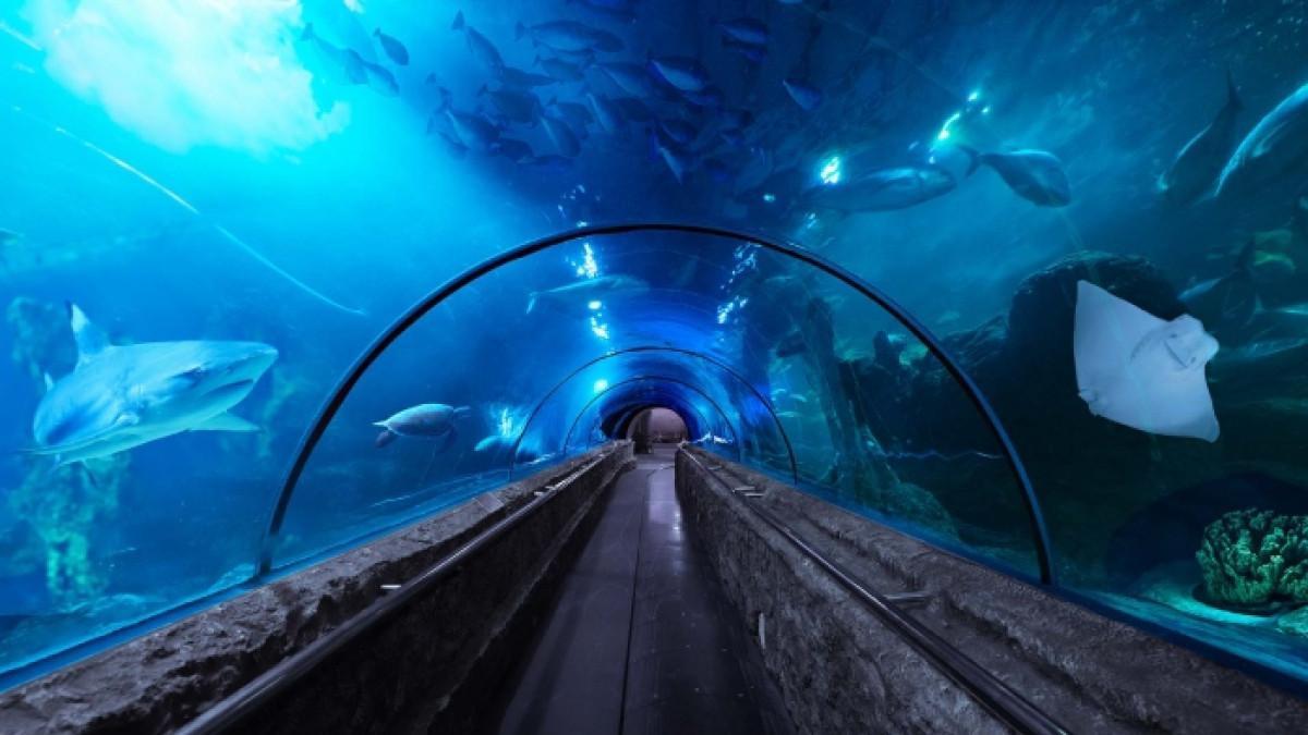 SEA WORLD ANCOL - tempat wisata di Jakarta Utara yang cocok untuk liburan sekolah.