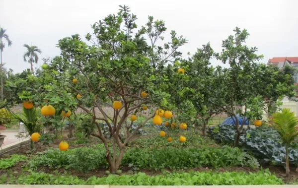 Minh Khang's retirement garden. Photo: Provided by the character