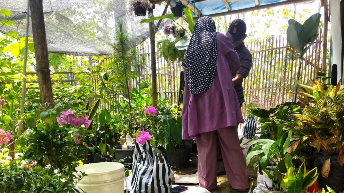 Potret Ambar Jati saat tengah berada di kebun tanaman hias dan buahnya di Nogosari, Boyolali, Jawa Tengah.