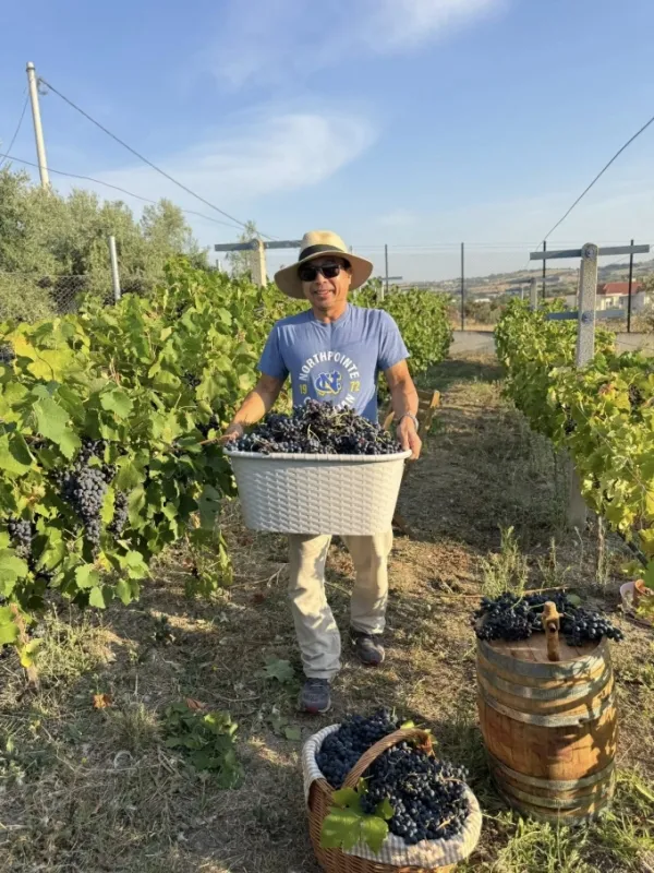 Truc Quynh's husband harvests grapes in a garden in Thessaloniki, Greece. Photo provided by the character