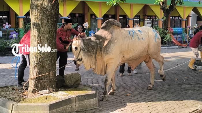 ILUSTRASI. Sapi kurban Presiden RI, disembelih di Masjid Raya Klaten, Rabu (27/5/2026). Daging sapi mengakami kenaikan harga.
