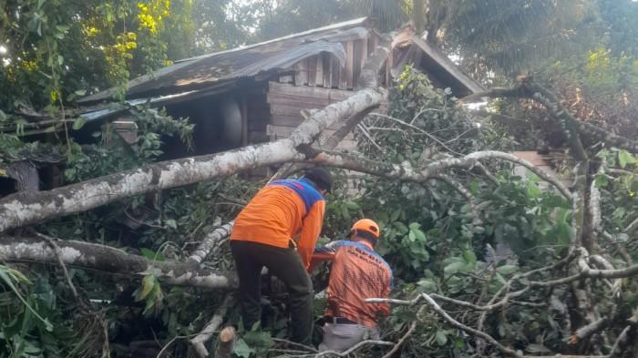 26062026 pohon tumbang di Bulungan 02