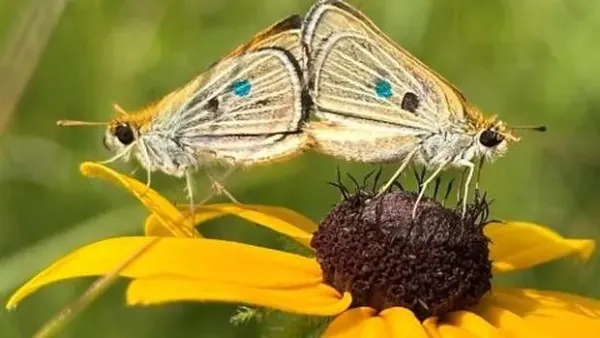 Kupu-kupu Poweshiek skipperling