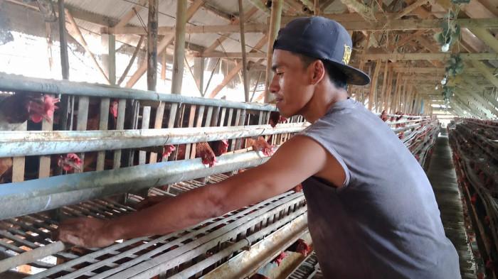 PETERNAK MENJERIT - Salah seorang pekerja peternakan ayam petelur di Desa Sidokerto, Kabupaten Jombang, Jawa Timur, sedang memanen telur ayam pada Minggu (24/5/2026). Peternak ayam petelur kini sedang mengeluhkan dan menjerit akibat harga jual telur ayam yang anjlok tak kunjung kembali normal