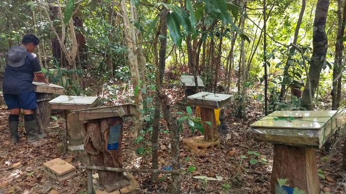 PETERNAKAN MADU KELULUT - Peternakan lebah kelulut di Desa Burong Mandi, Belitung Timur, menjadi salah satu penggerak ekonomi lokal. Madu trigona atau madu kelulut kini berkembang sebagai produk unggulan UMKM desa dengan jangkauan pemasaran yang terus meluas.