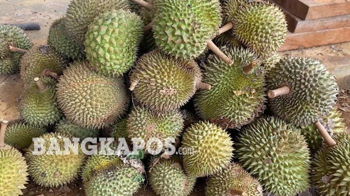 Ilustrasi durian-durian lokal dari Bangka Barat. Foto diambil beberapa waktu lalu.