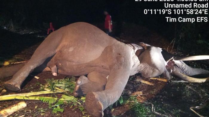 Gajah Sumatera jinak berjenis kelamin jantan bernama 